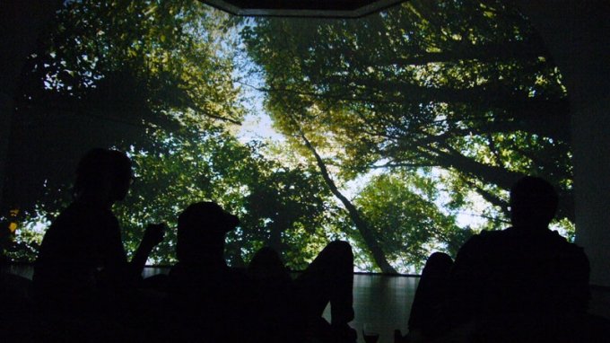 Michelangelo Frammartino, Alberi (Træer), 2013. (Foto: Matthias Hvass Borello)