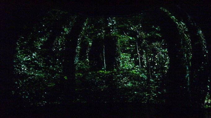 Michelangelo Frammartino, Alberi (Træer), 2013. (Foto: Matthias Hvass Borello)