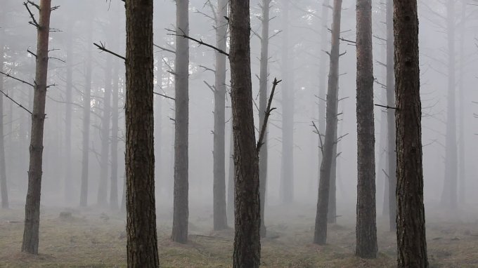 Videostill fra endnu uf&aelig;rdigt videov&aelig;rk fra skoven ved Myrtuen, Esbjerg. Foto: Morten Barker