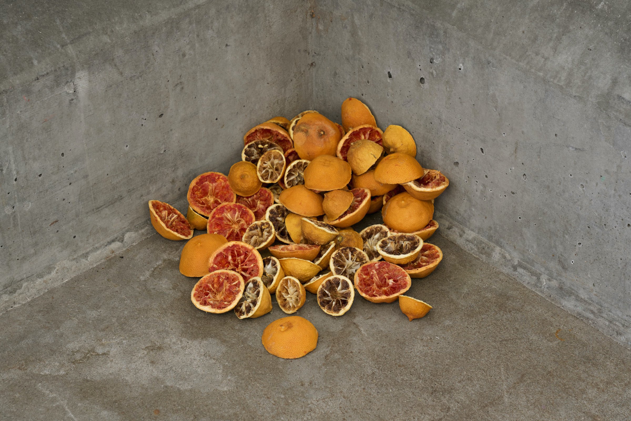 Bruno Silva, <i>amargura</i>, 2025. Dehydrerede grapefrugter. Foto: Brian Kure