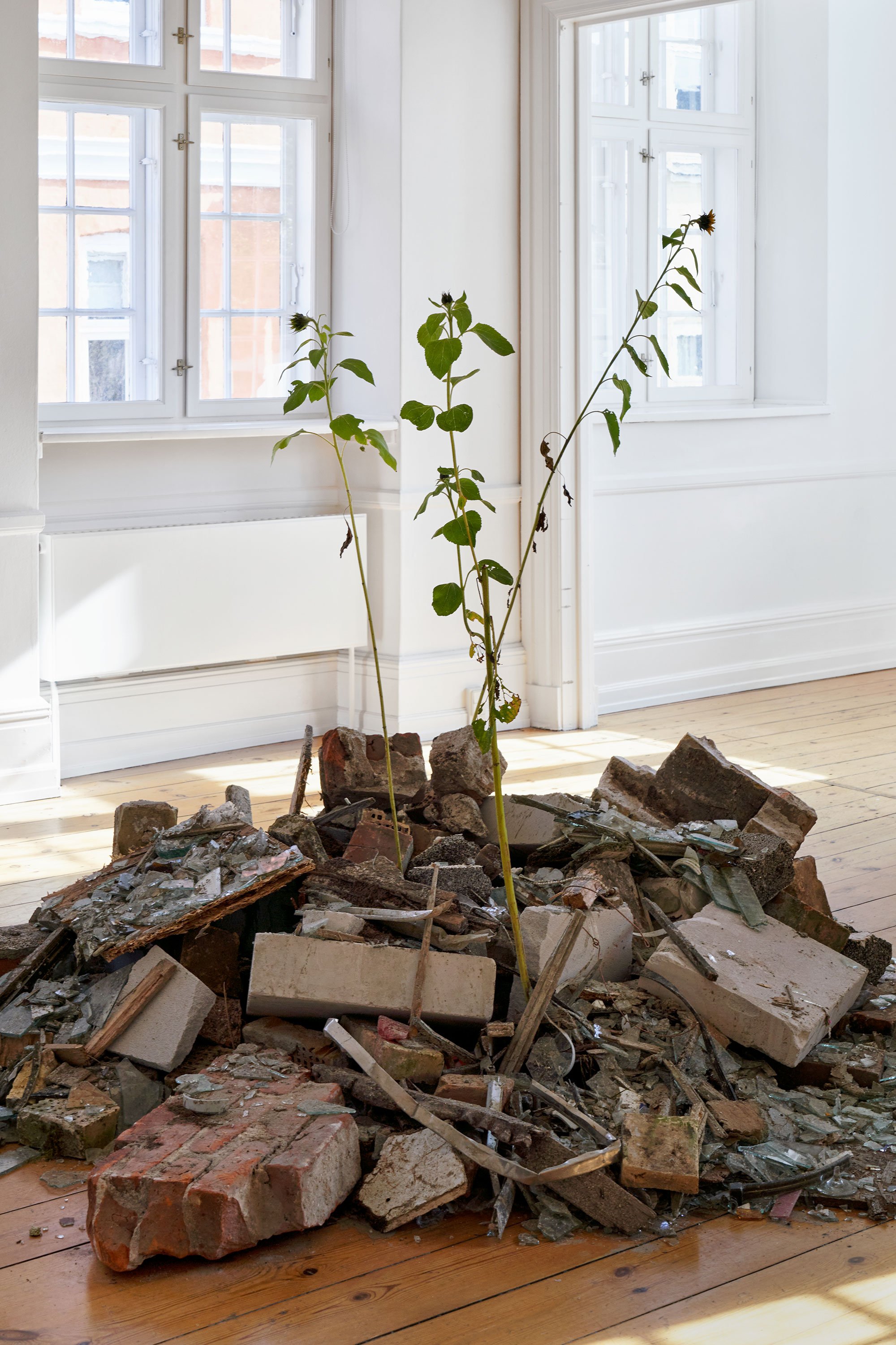 Søren Martinsen, <i>Untitled (Alt bliver godt igen)</i>, mixed media + solsikker, var. dimensioner, 2024. Foto: Brian Kure