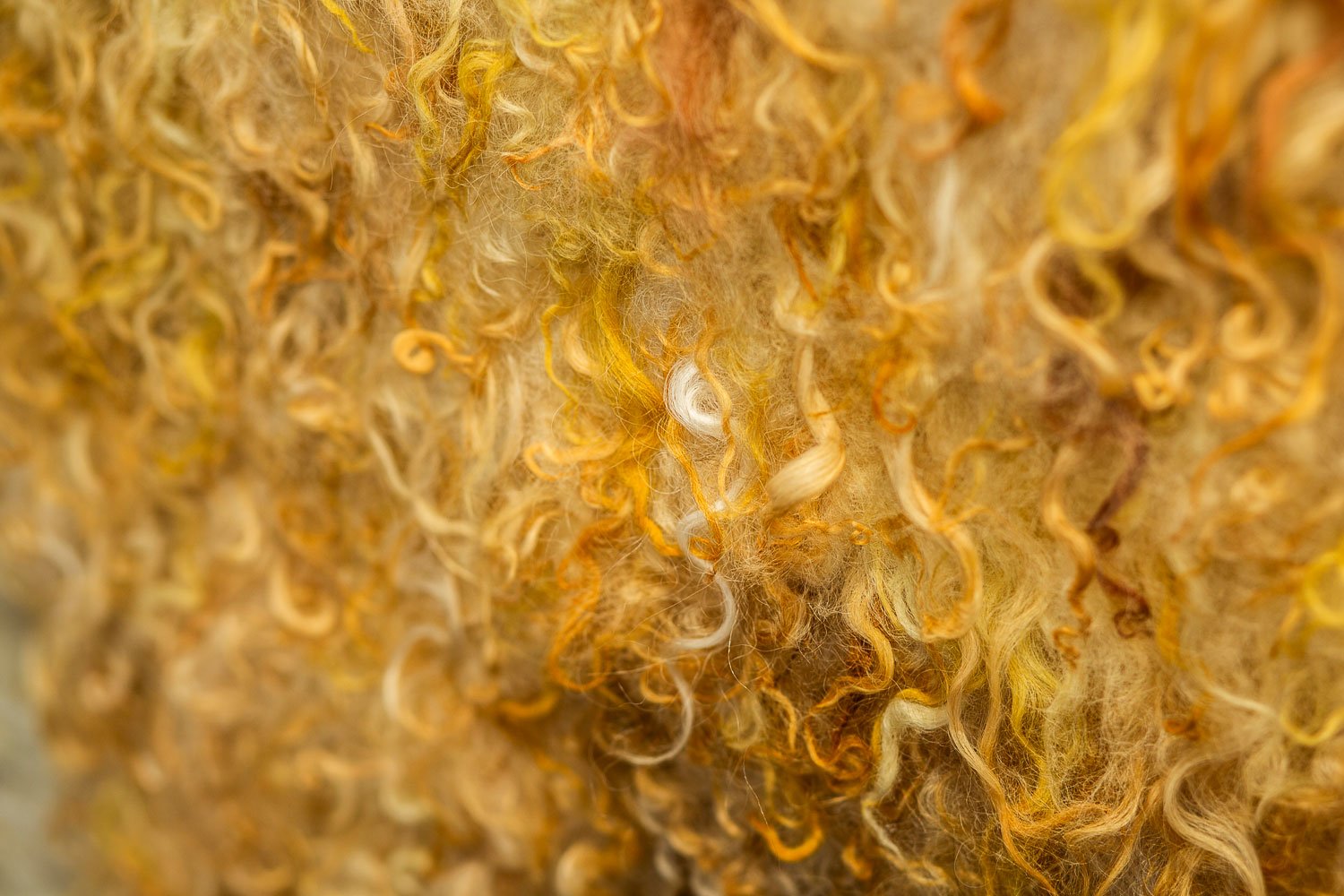 Maja Lund The Golden Fleece 2024 Foto: Hedda Rabe
