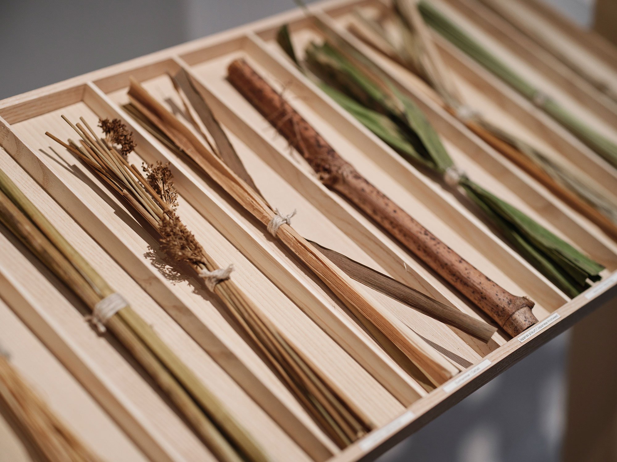  Display med de 10 herboende planter, der alle indgår i udstillingen af Sara Martinsen. Foto: Kristian Holm