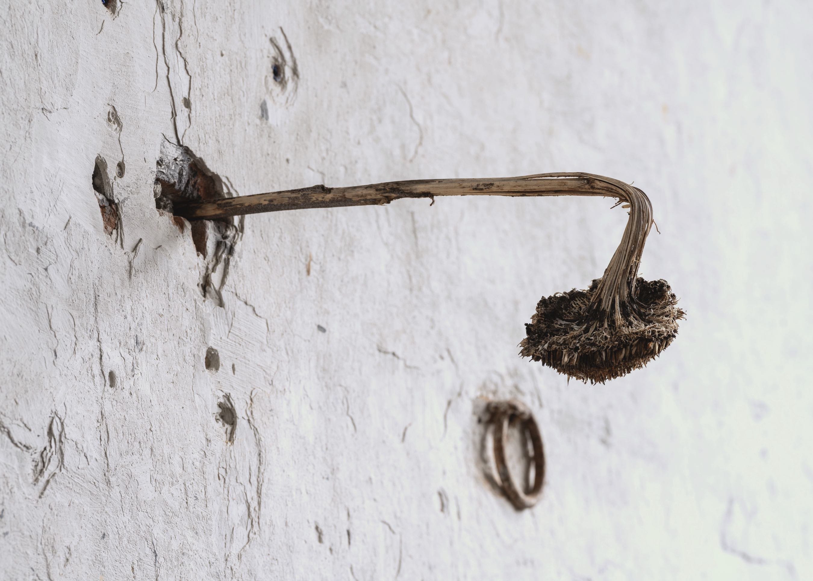 Abattoir Foto: David Stjernholm