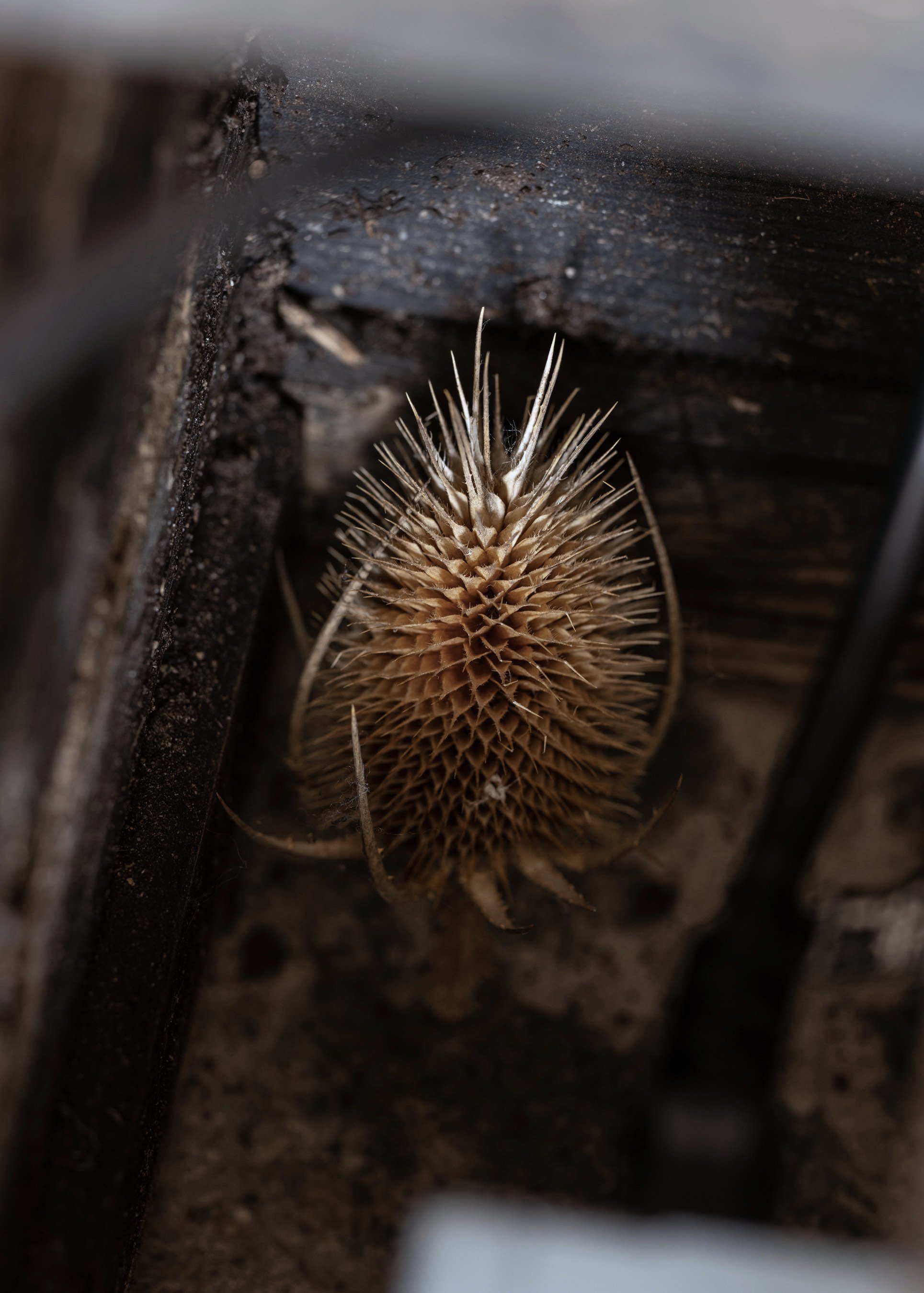 Abattoir Foto: David Stjernholm