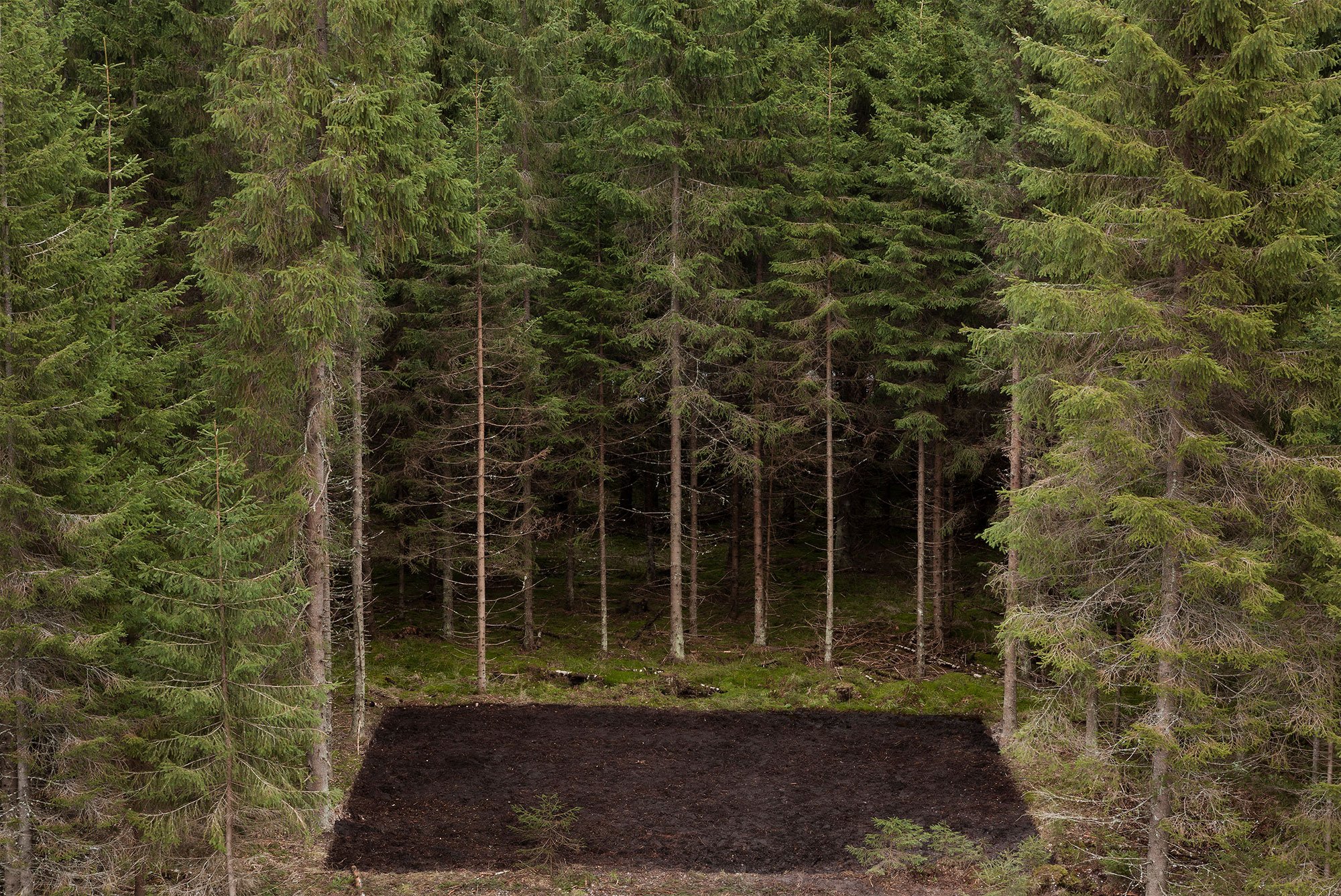 Antti Laitinen: <i>Forest Square II</i>, 2013, foto: Antti Laitinen