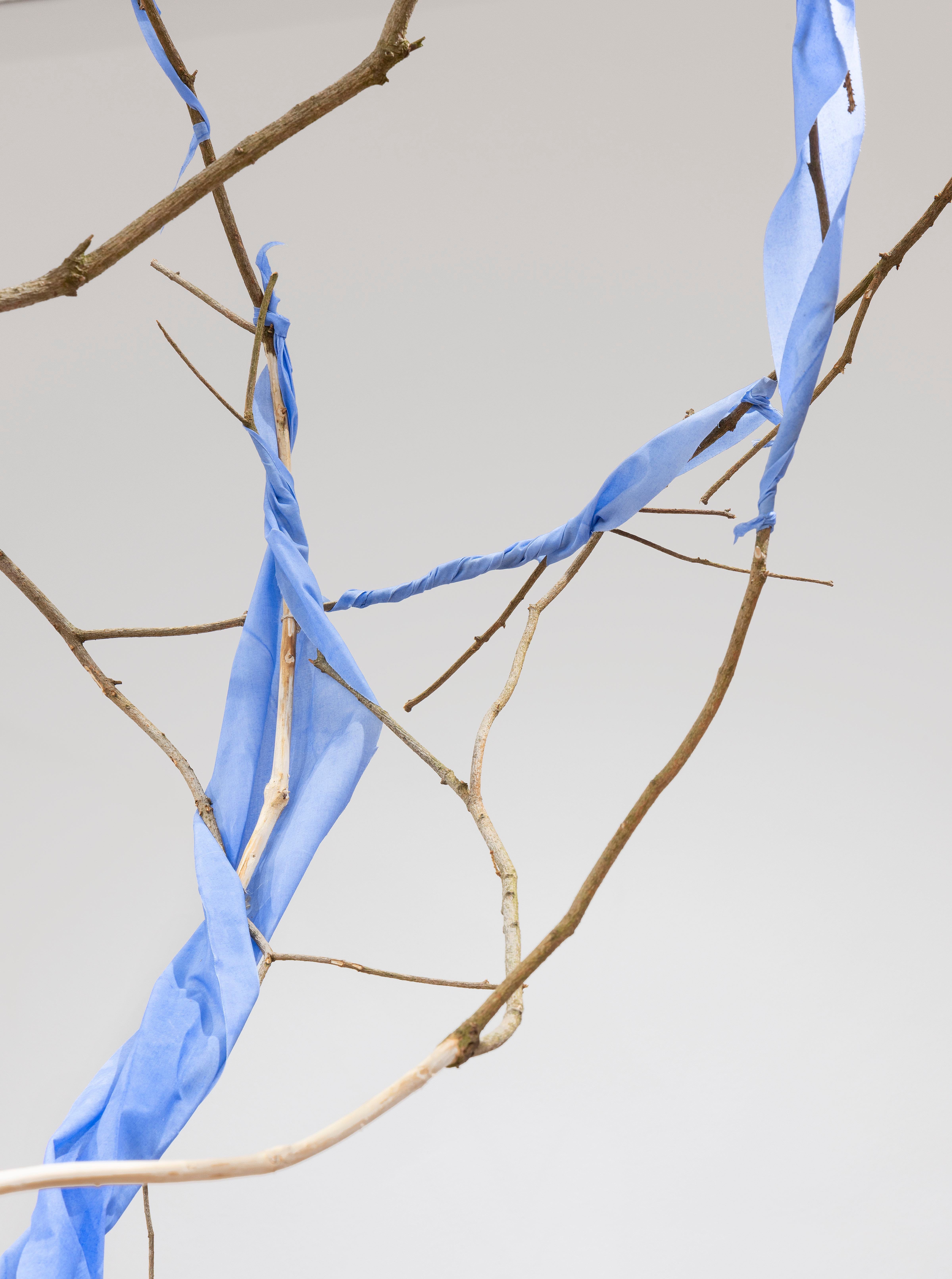 Detaljebillede. Fældesnitskiler af bøg og ahorn, lagt i vand og afbarket Sammenbundet med rester af sisalreb i kilernes revner.