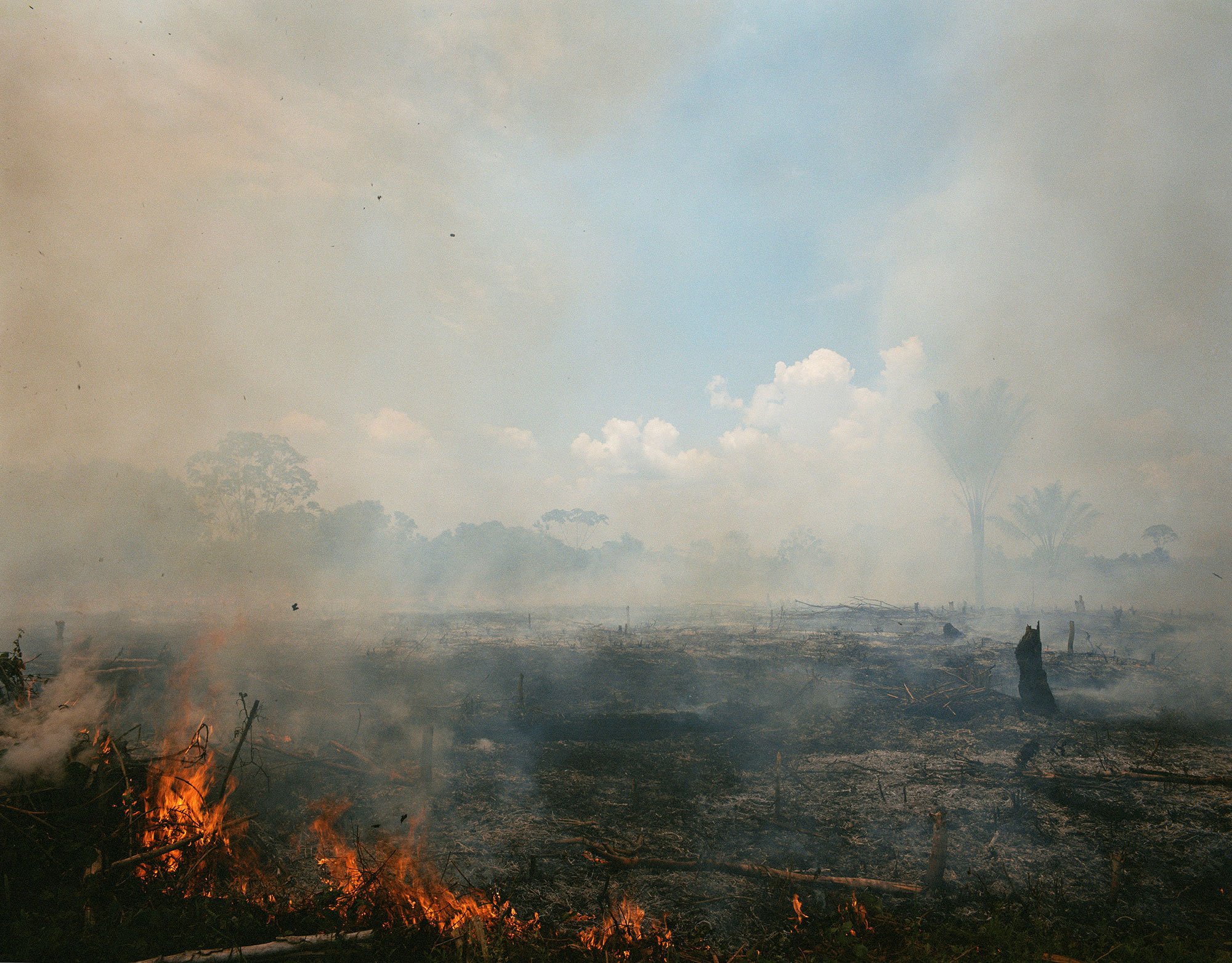 Sanne Kannisto<i> Forest Fire 2</i>, 2020, foto: Sanne Kannisto