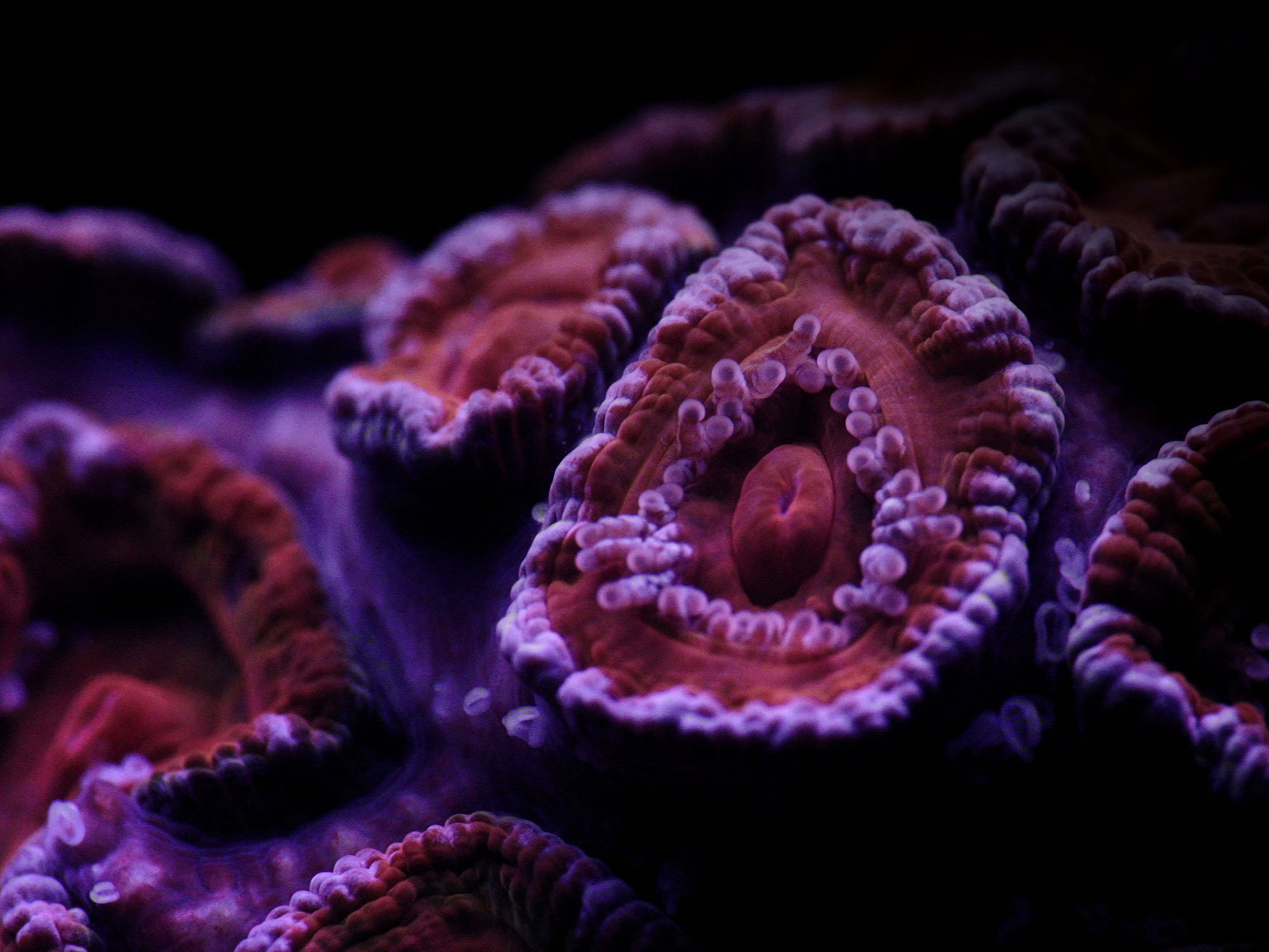 Acanthestrea Lordhowensis. Foto: Anders Nydam