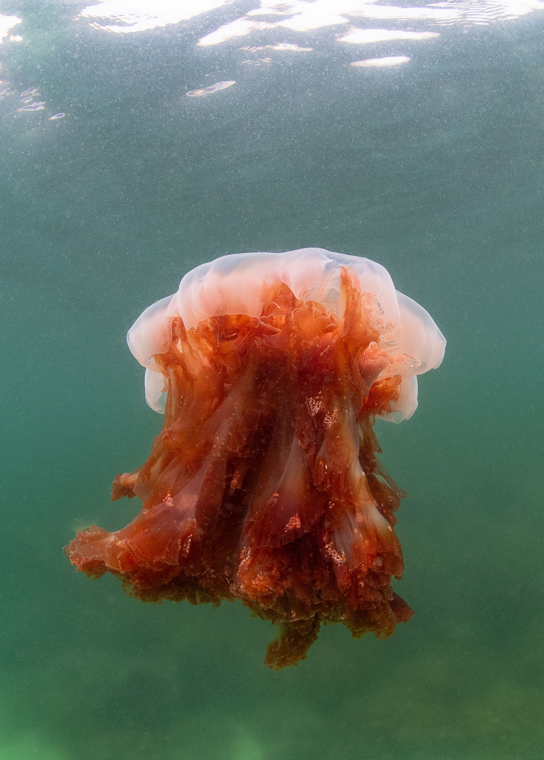 Lars Nedergaard, Fotografi, <i>On Fire</i>, 2024, fotograf Lars Nedergaard