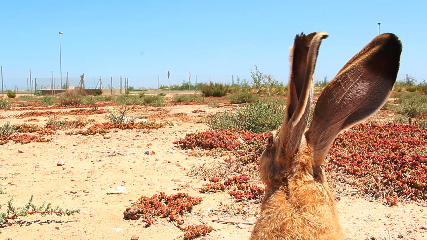 Jakob Kudsk Steensen, A Cartography of Fantasia, 2015. 2 Channel Video (still). Courtesy the artist.