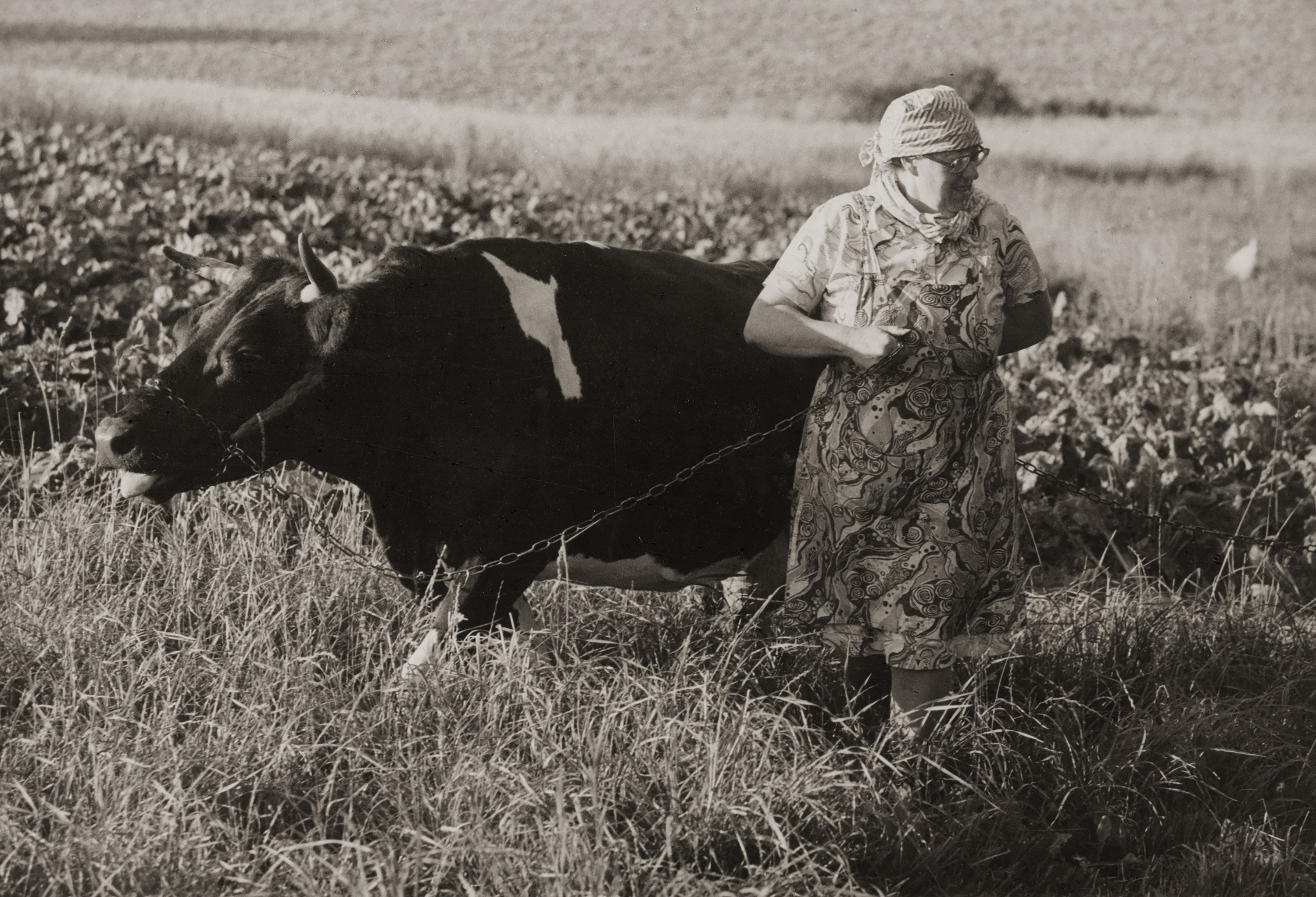 Kirsten Klein, <i>Inge i engen med en ko</i>, 1978.