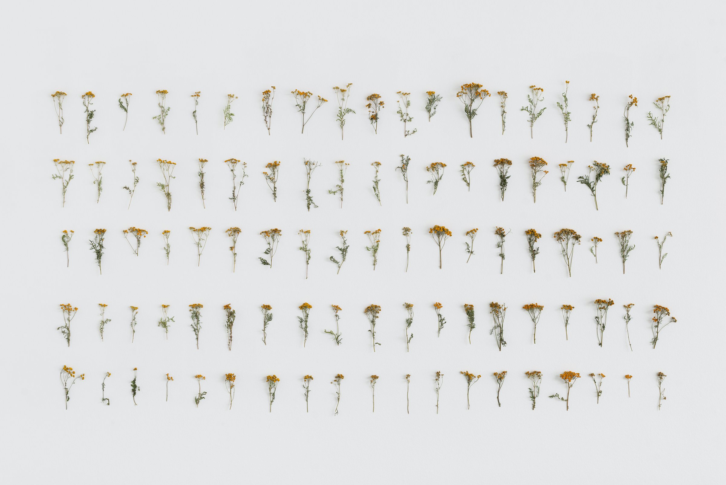 Cecilia Westerberg, Tørret rejnfan, 2025. Foto: Jacob Friis-Holm Nielsen