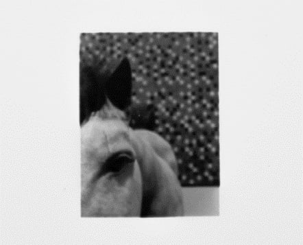 Rebecca Krasnik, <i>Horse Render (after Muybridge)</i>. Foto: Galleri Image. 