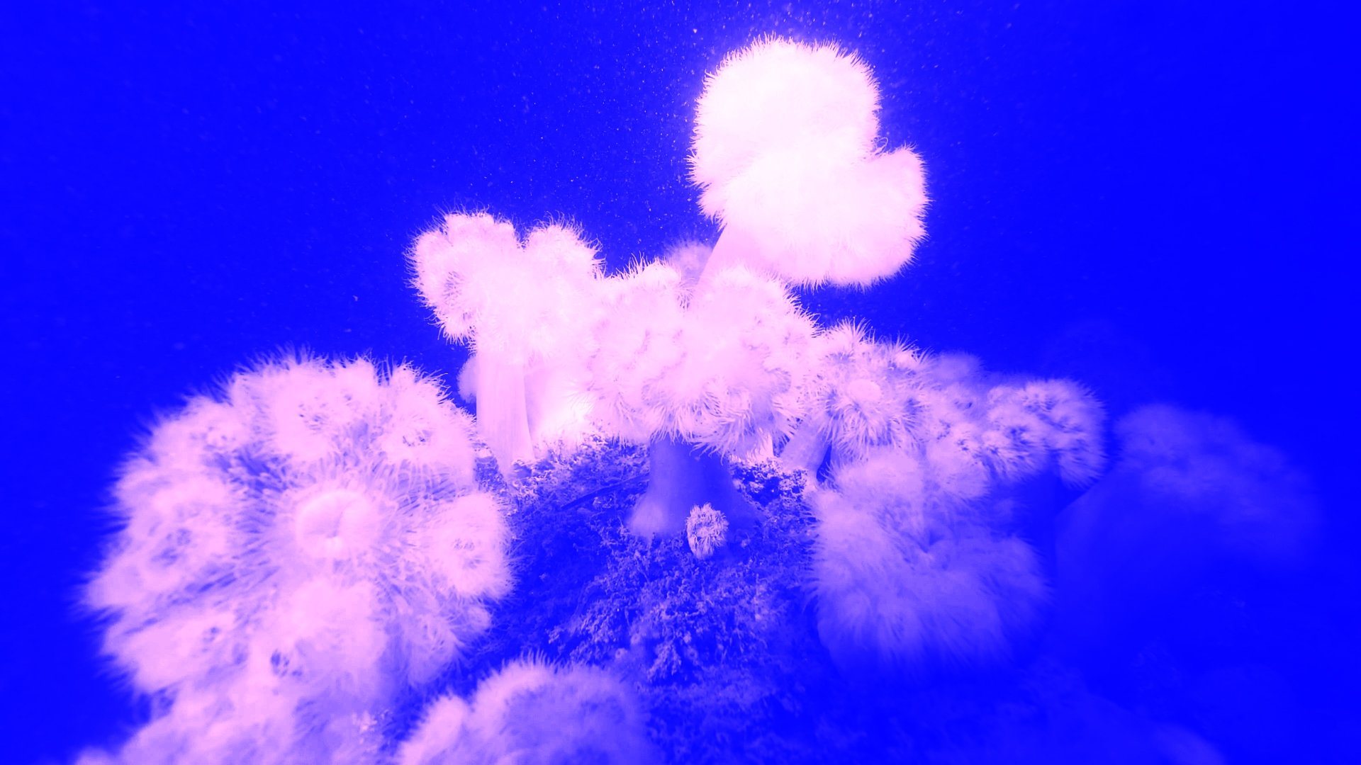 Marie Kølbæk Iversen, <i>Tiden og Stunden</i>, 2025