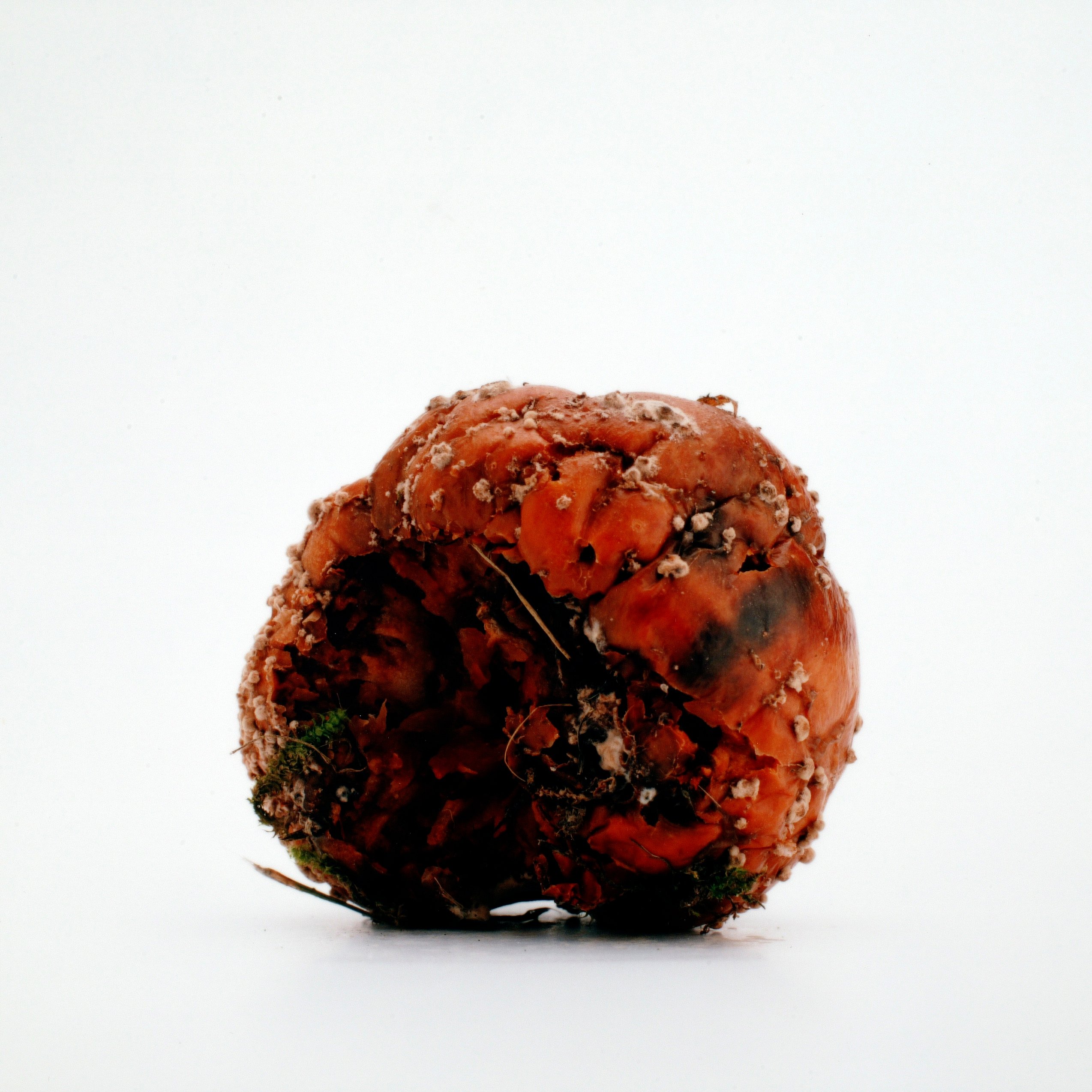 Per Bak Jensen: Værk fra serien Nedfalden og delvis fordærvet frugt, 1999, Sorø Kunstmuseum.