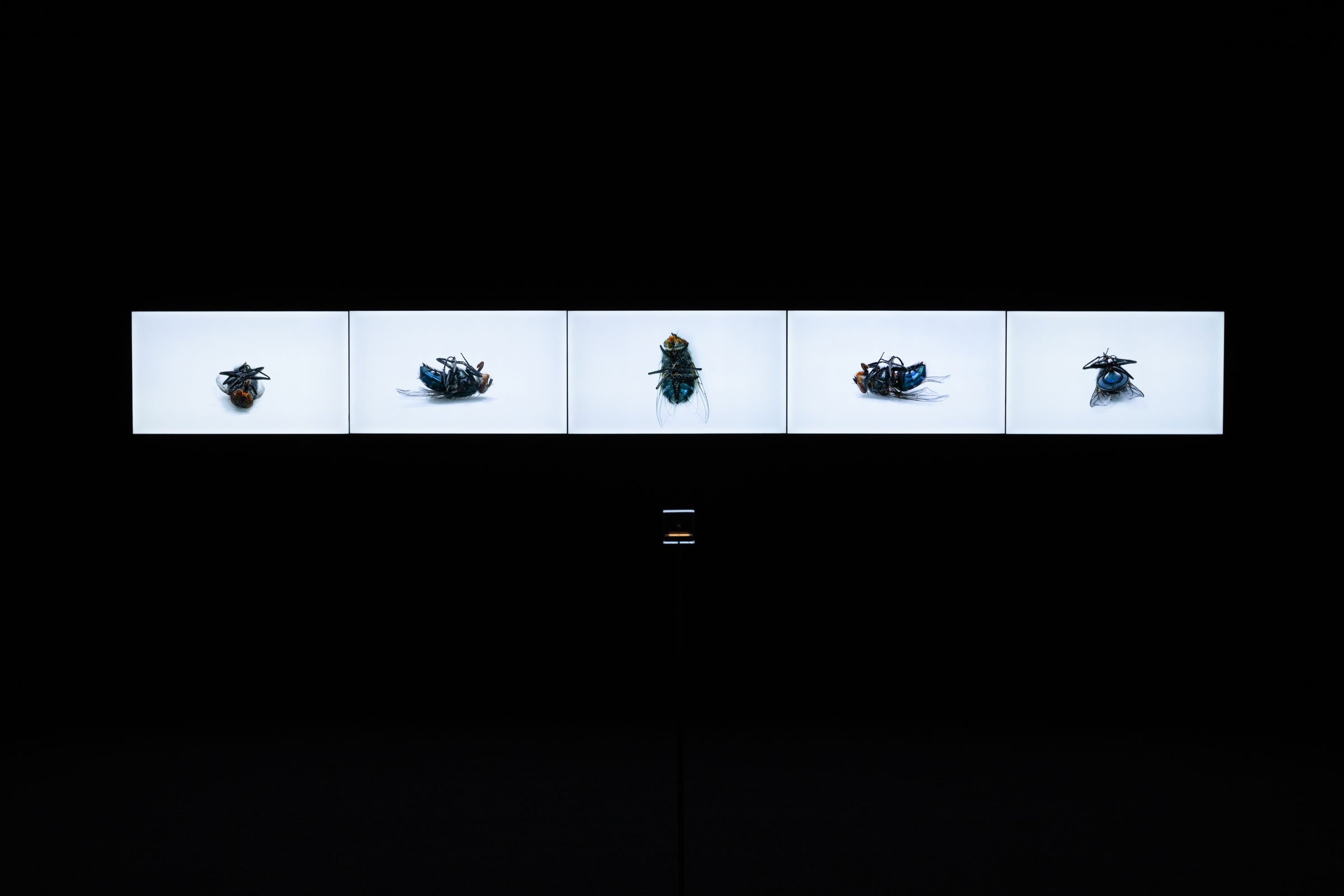 Zhang Peili: <i>The Last Few Minutes of a Life</i>, 2024. Foto: Xing Yu 刑宇, courtesy of the artist and Red Brick Art Museum