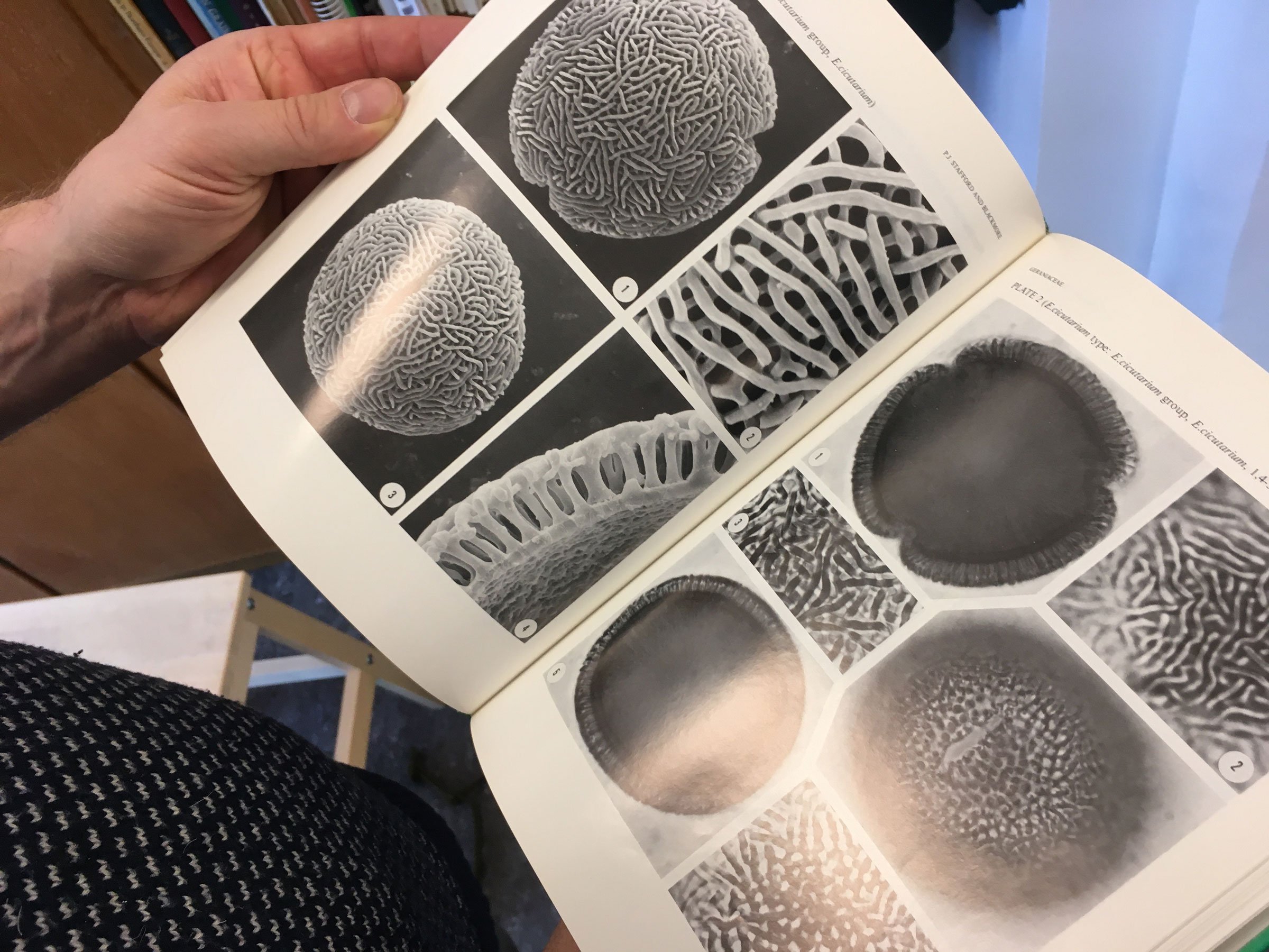 Detalje af et pollenkorns overflade og vægopbygning. Foto: Camilla Berner
