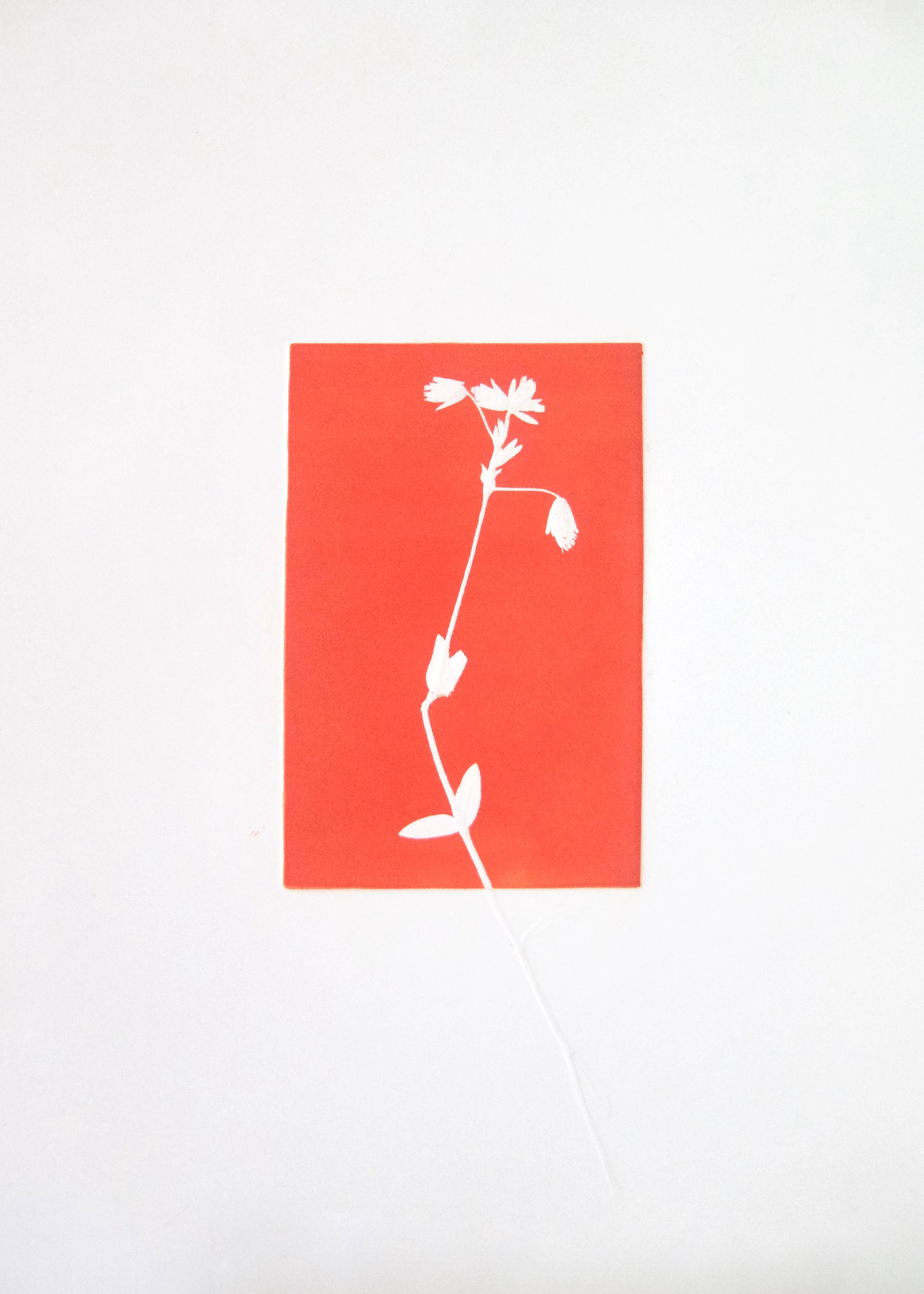 Femja Haack, Blómur (Herbarium), detalje, 2023. Foto: Femja Haack.