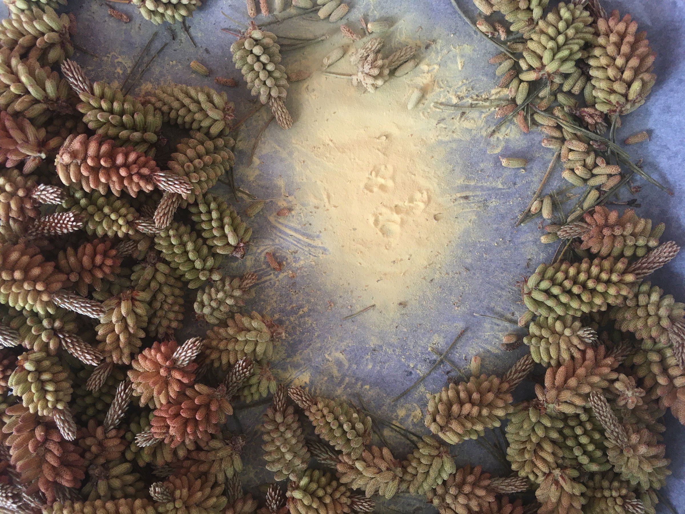 Indsamling af pollen fra fyrretræ. Fyrretræets pollen er luftbårne, og derfor er træet nødt til at producere store mængder for at være sikker på at ramme en hunblomst et sted. Foto: Camilla Berner