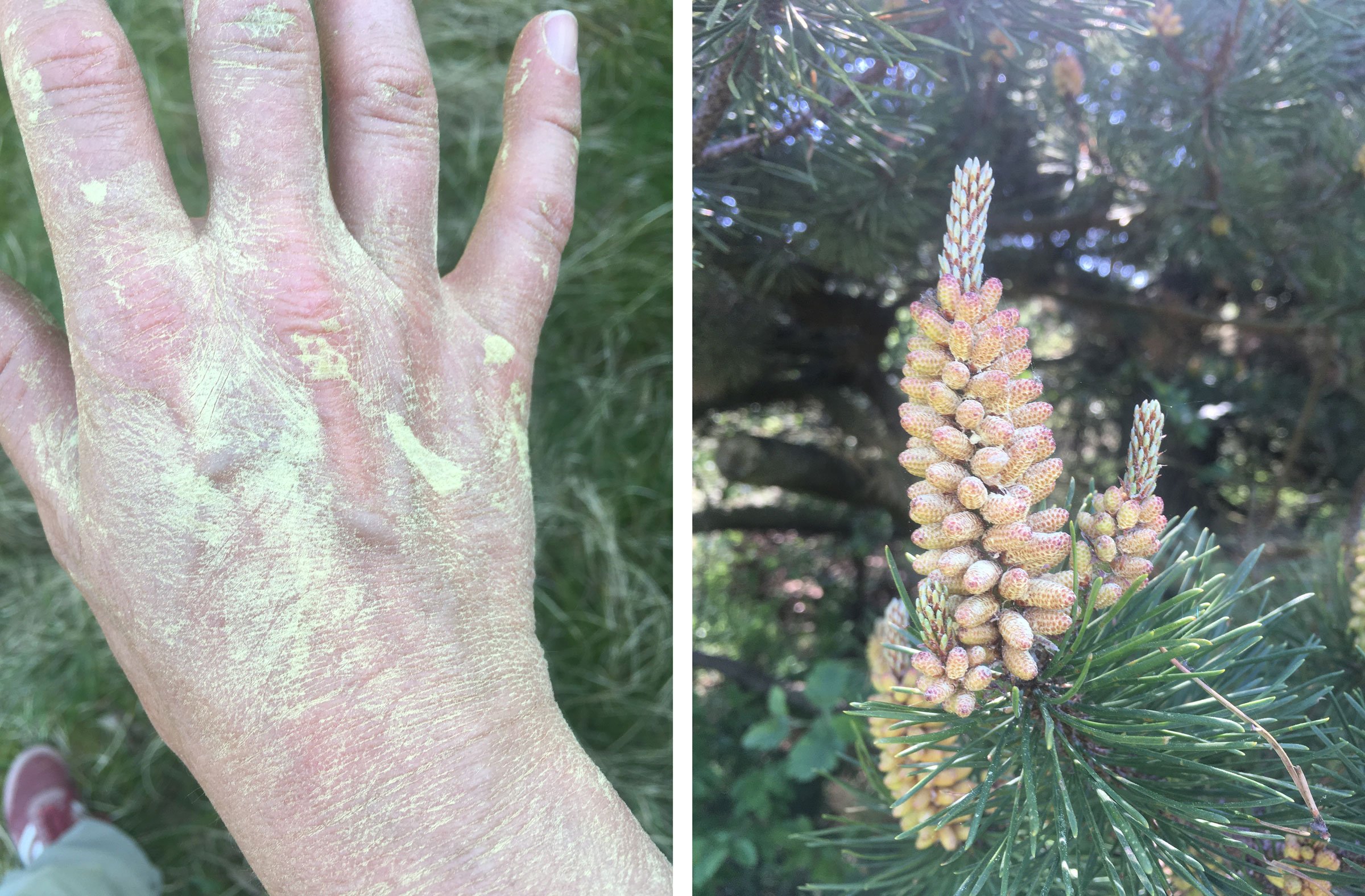 Pollen er plantesæd. På fyrretræet, som Berner har hentet pollen fra flere gange, sidder pollen i hanblomsterne, i raklerne. Foto: Camilla Berner