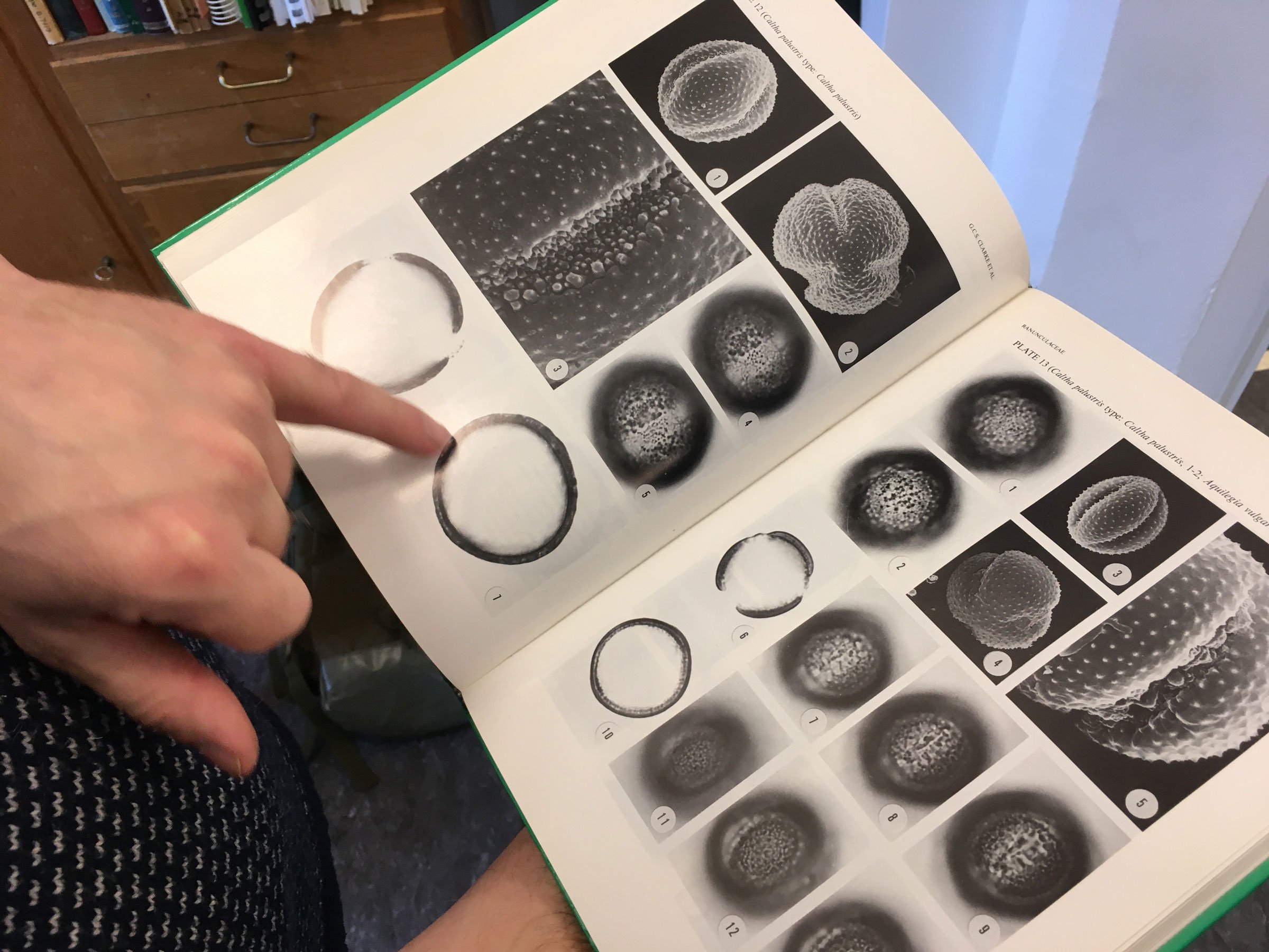 Pollen er opbygget med en ydre væg, som bl.a. består af det modstandsdygtige sporopollenin, der kan bevare pollenkornet under rette jordforhold i årtusinder. Foto: Camilla Berner