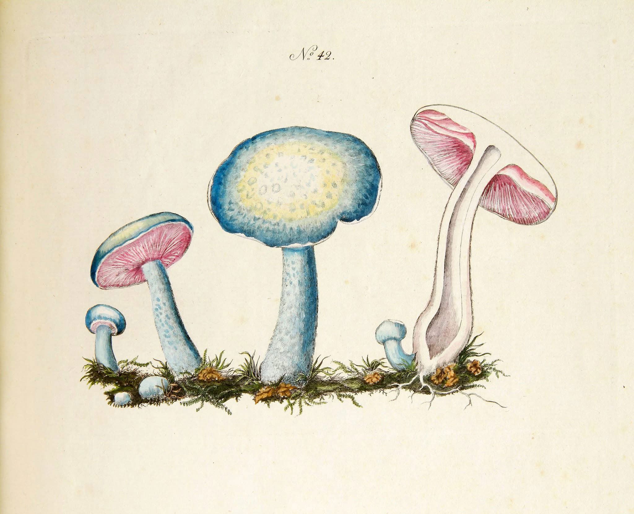 Illustration fra bogværket <i>Beata Ruris Otia Fungis Danicis</i>. Pressefoto