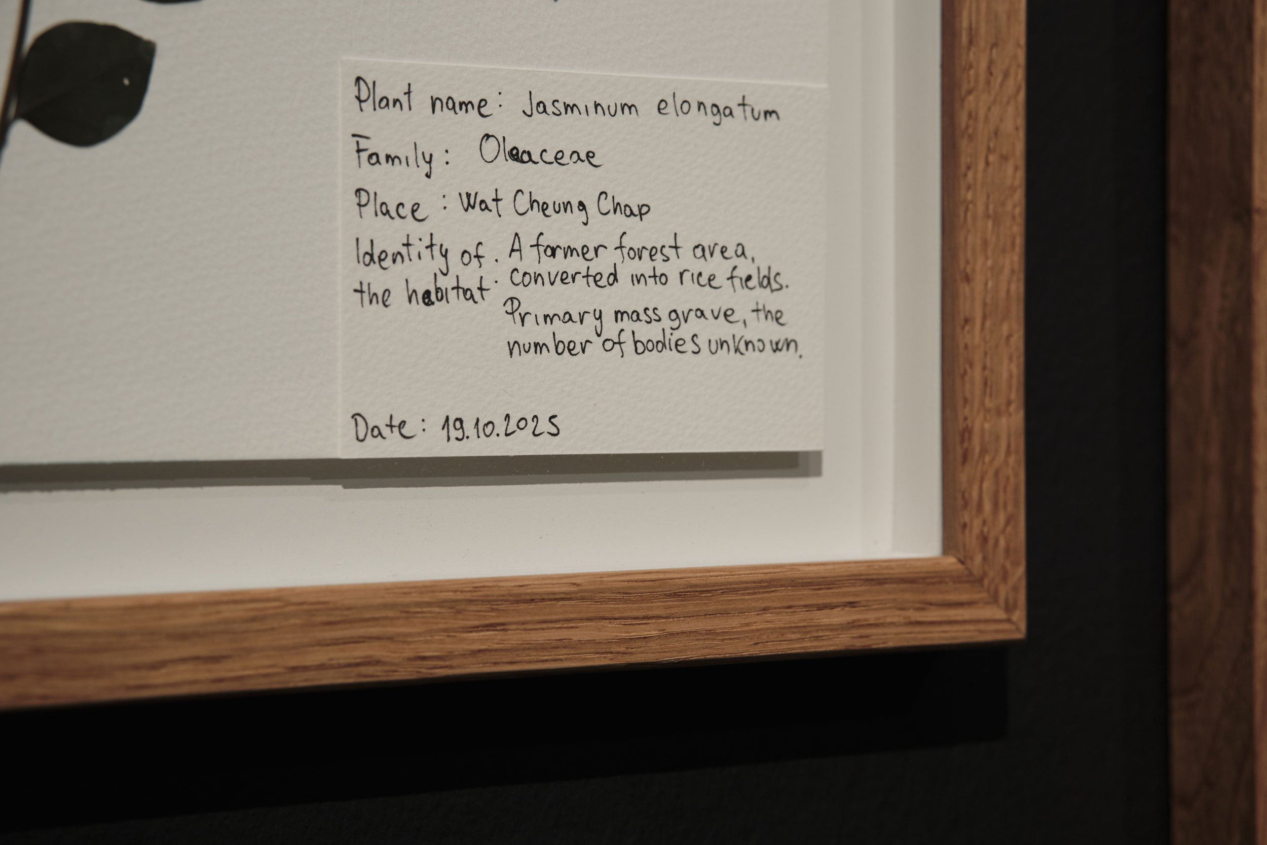 Ismar Čirkinagić: <i>Herbarium</i>, 2004–2022 / 2026. Detalje. Foto: Vanja Babić