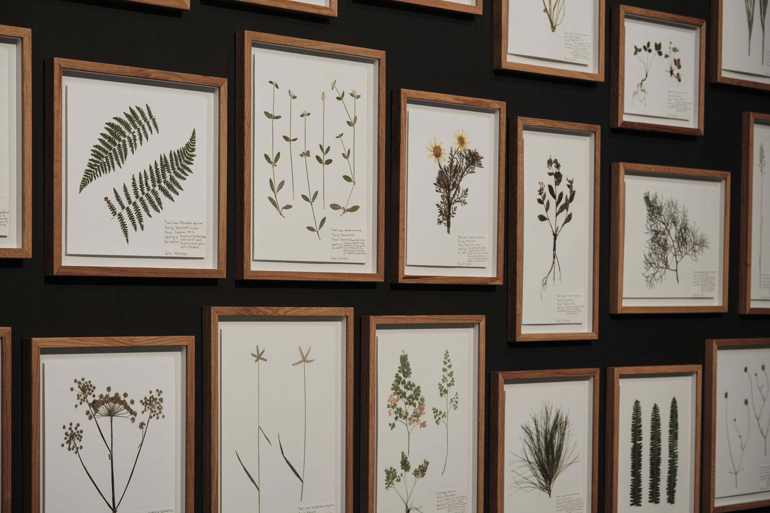 Ismar Čirkinagić: <i>Herbarium</i>, 2004–2022 / 2026. Udsnit. Foto: Vanja Babić