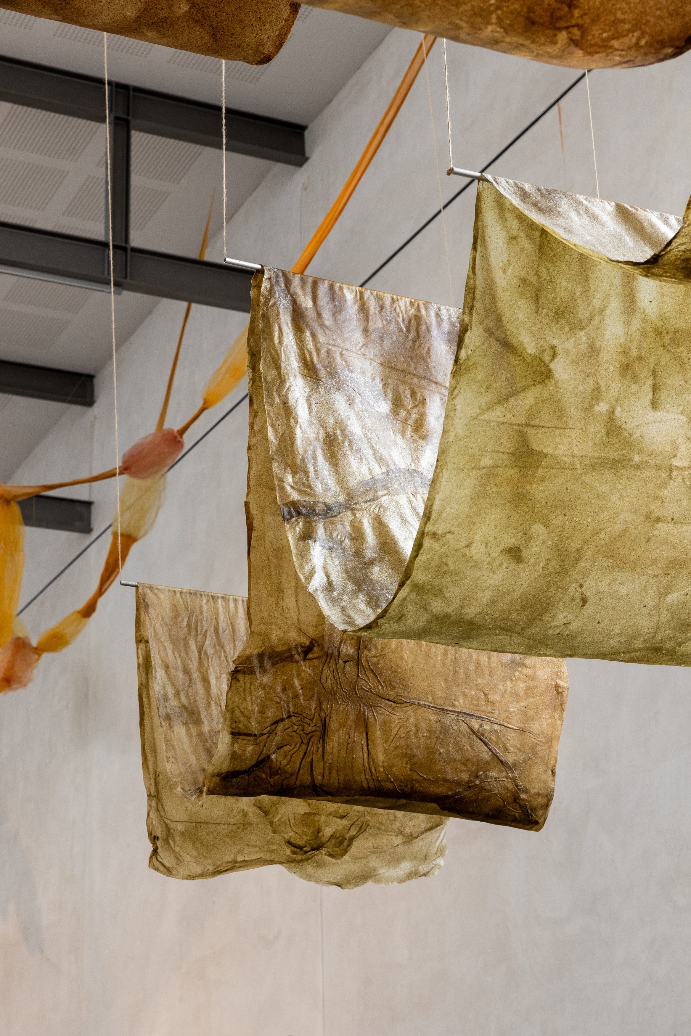 Tang: transformationer, installationsview. Vandrehallen, 2026. Foto: Kirstine Autzen.