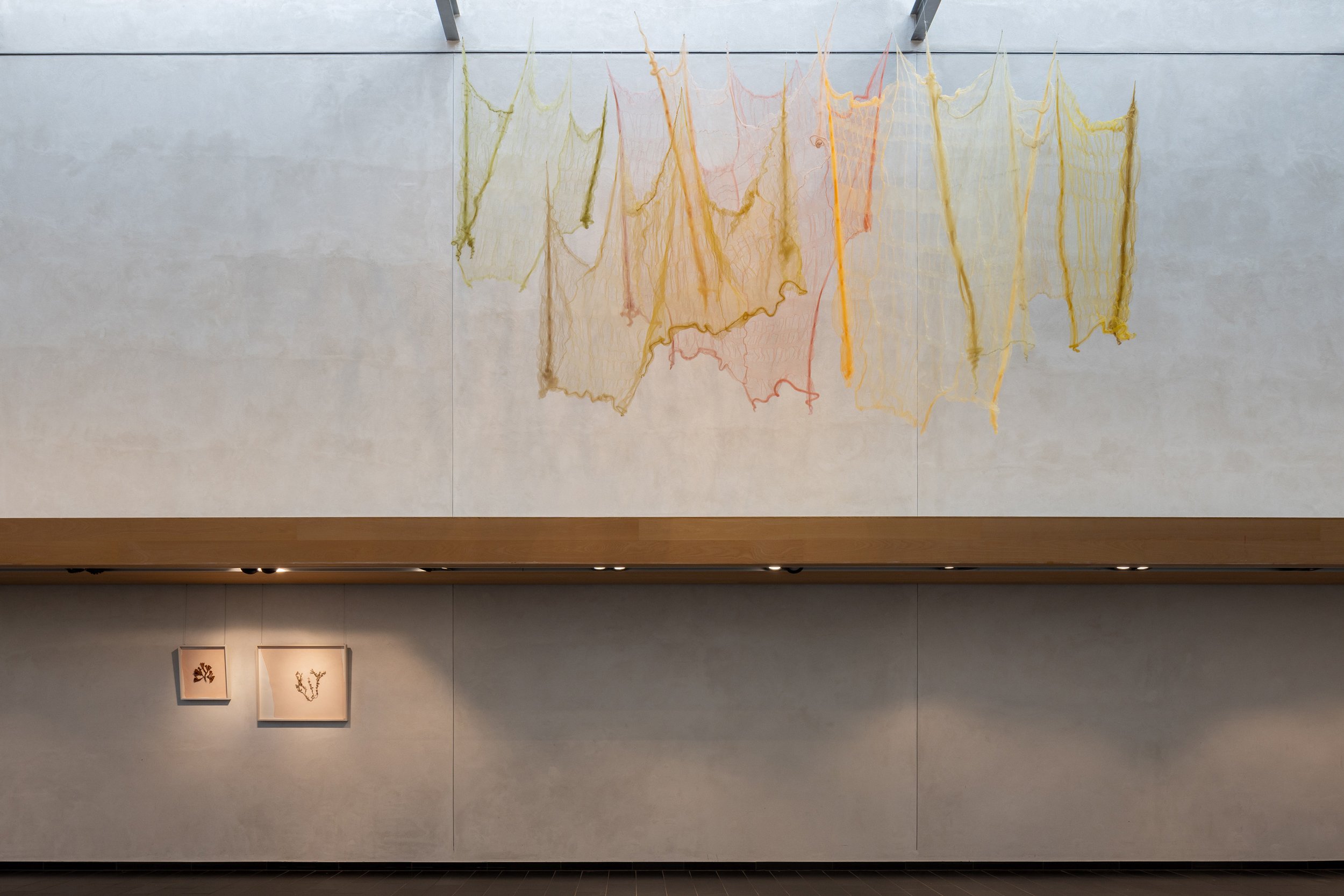 Tang: transformationer, installationsview. Vandrehallen, 2026. Foto: Kirstine Autzen.