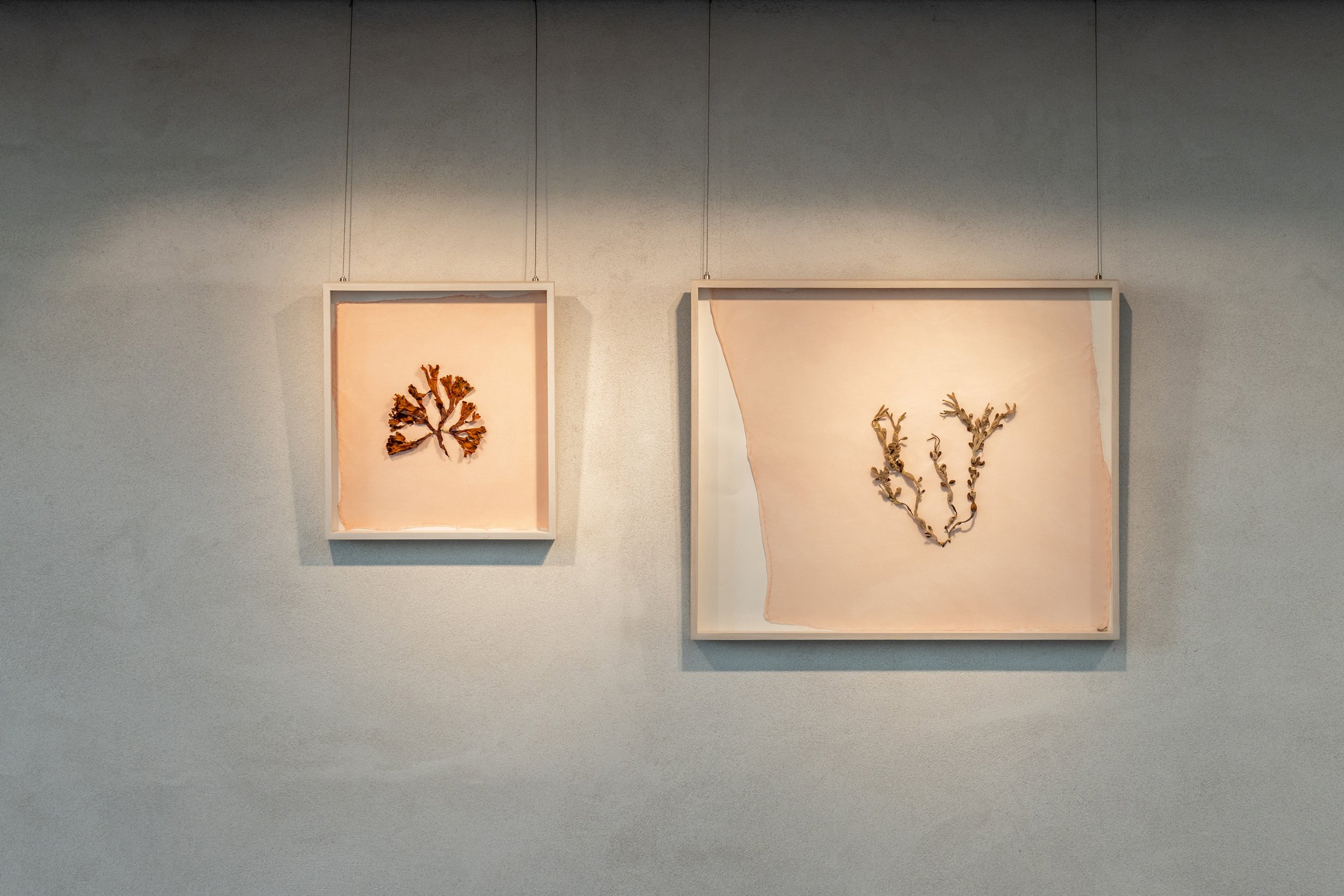 Tang: transformationer, installationsview. Vandrehallen, 2026. Foto: Kirstine Autzen.