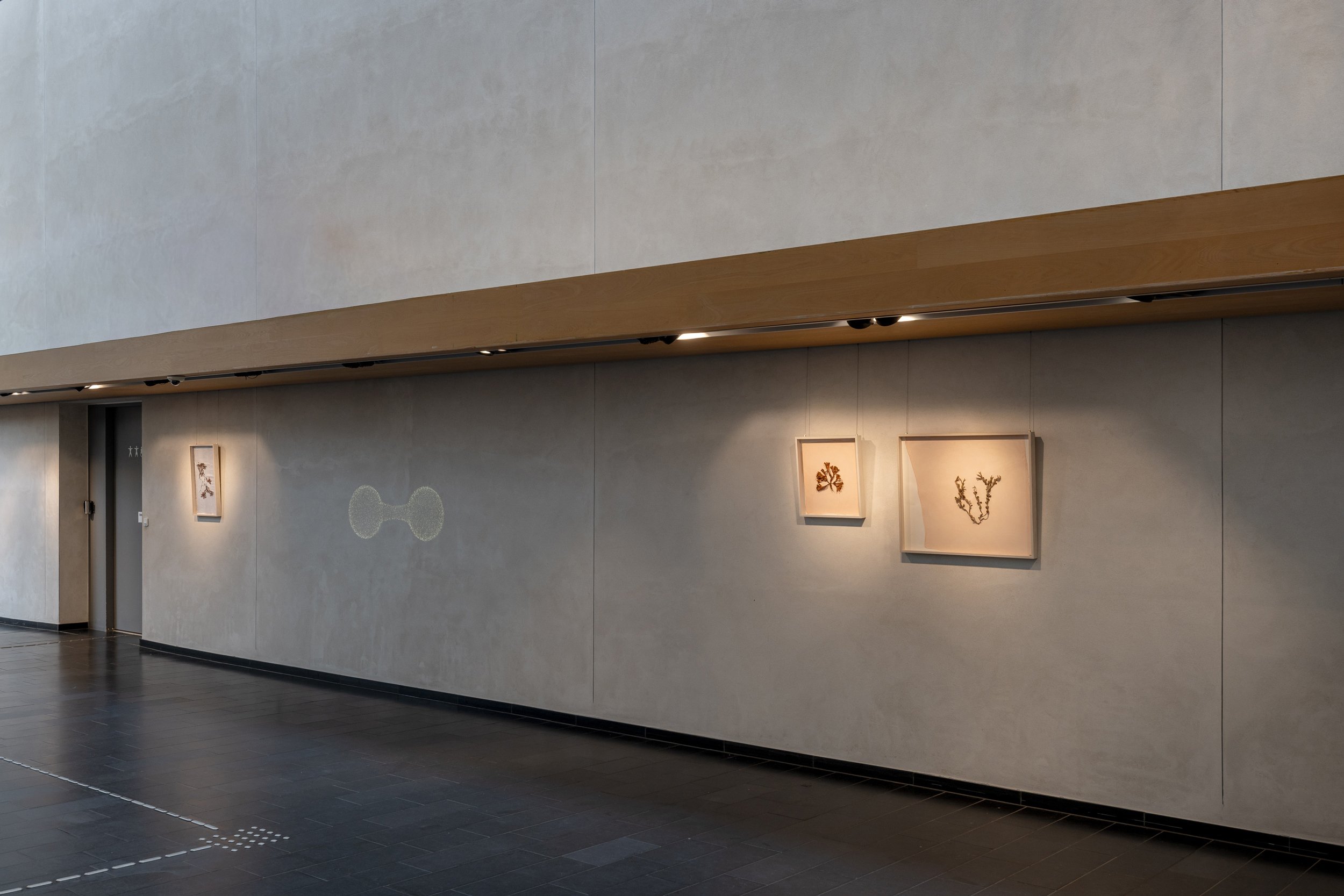 <i>Tang: transformationer</i>, installationsview. Vandrehallen, 2026. Foto: Kirstine Autzen.