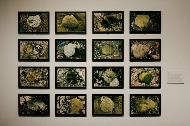 View fra udstillingen <i>Verden omkring os</i>. Foto: Malthe Ivarsson.