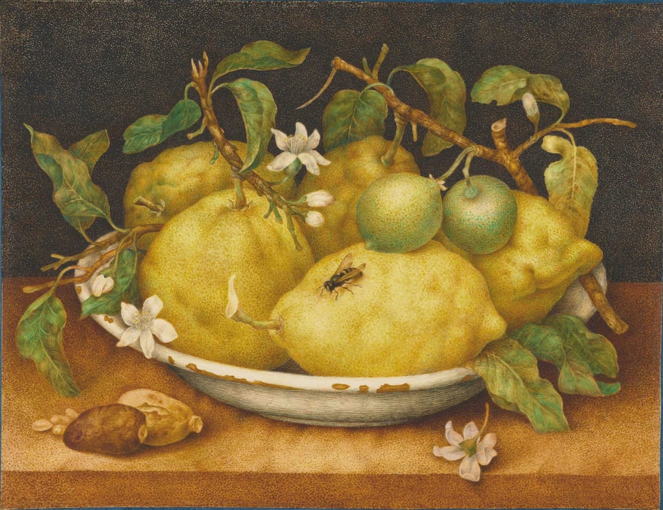 Giovanna Garzoni: <i>Stilleben med skål med citroner</i>, udført sidst i 1640’erne Foto: The Gettys Open Content Program.
