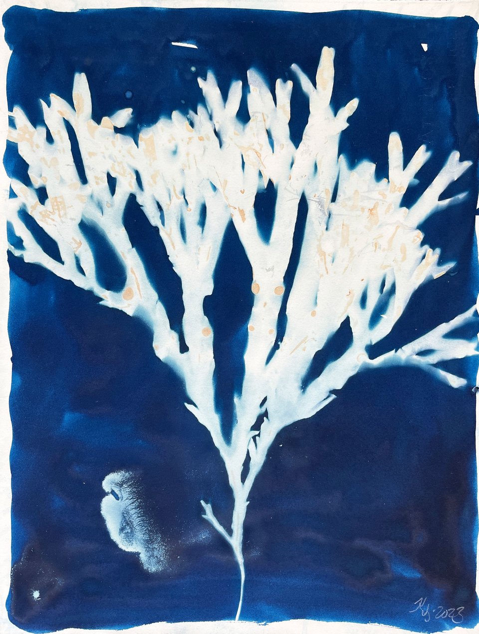 Karin Lykke: <i>Biodiversity Bladder Wrack</i>, 2022.